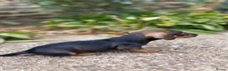 Miniature Dachshund dogs for sale: Miniature Daschunds - Advert 11