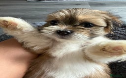 Lhasa Apso dogs for sale: 6 beautiful Lhasa's ONLY ONE BOY AND 1 GIRL LEFT  - Image 23