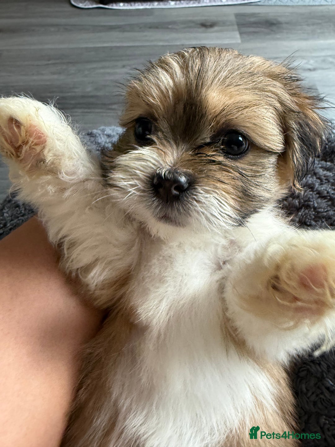 Lhasa Apso dogs for sale: 6 beautiful Lhasa's ONLY ONE BOY AND 1 GIRL LEFT  - Image 23