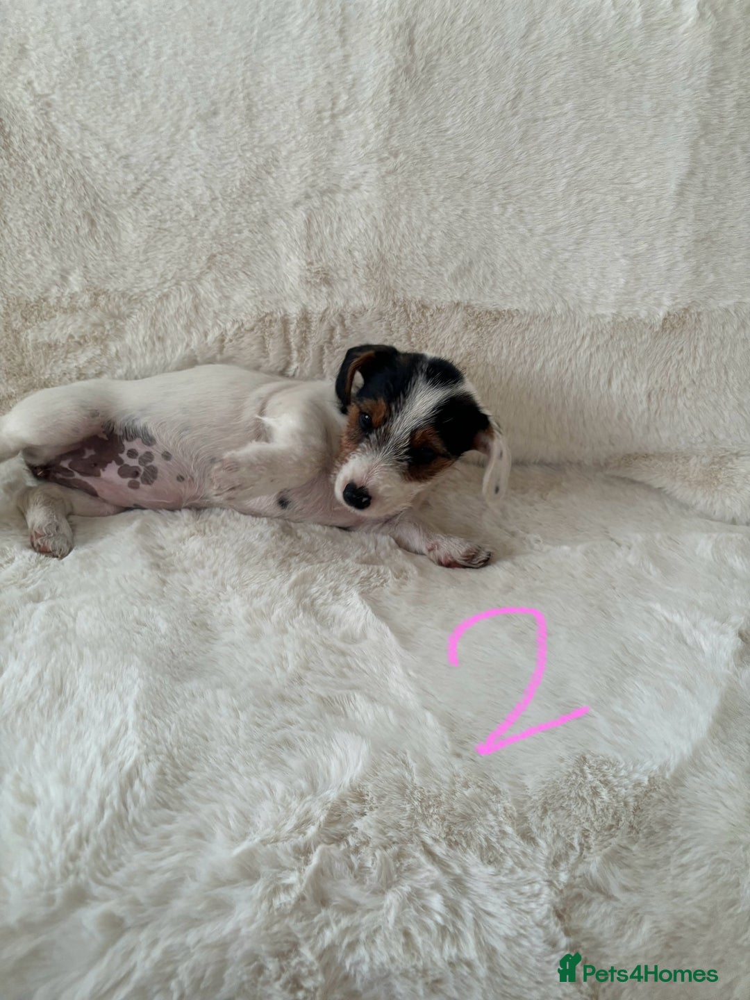 Mixed Breed dogs for sale: Sealyham x Jack Russell - Image 8