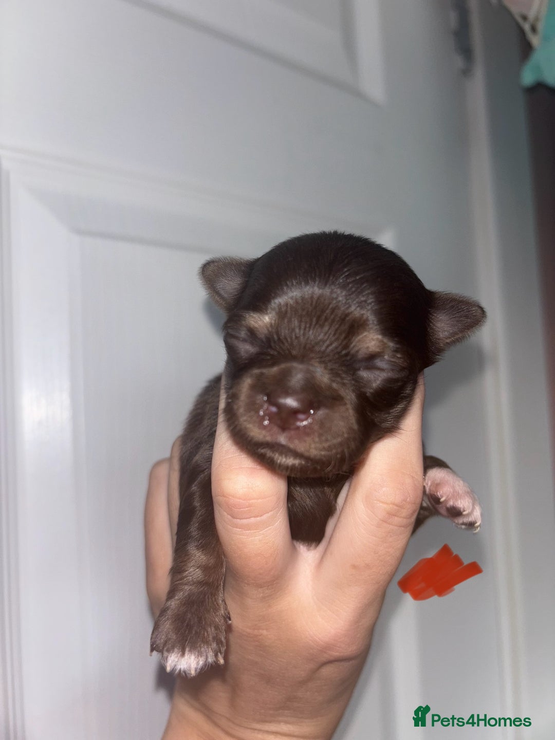 Chihuahua dogs for sale: Chocolate Girls Longhair Chihuahua  - Image 7