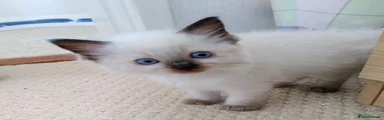 Ragdoll Kitten 5