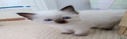 Ragdoll cats for sale: Pure bred Ragdolls need loving homes - Advert 3