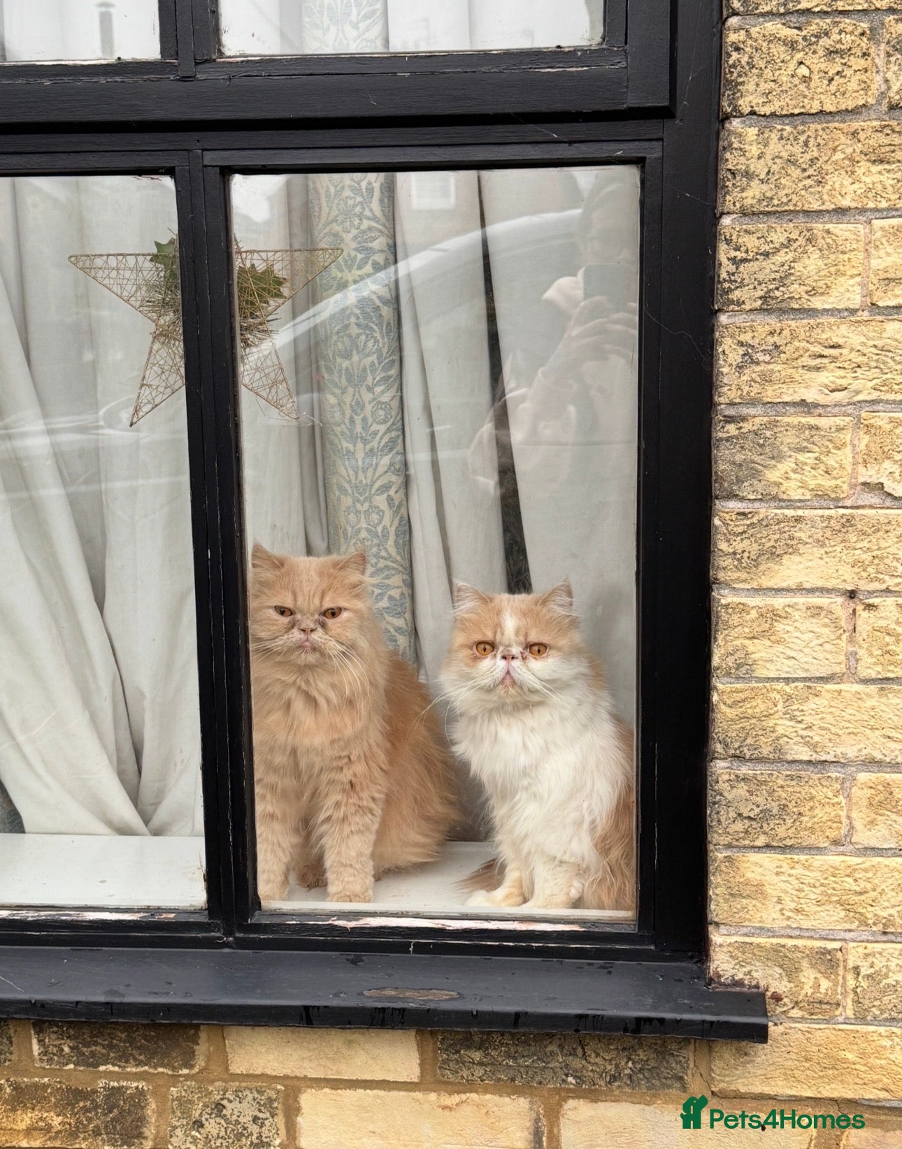 Persian cats Percy & Pogo to go together - Advert 1