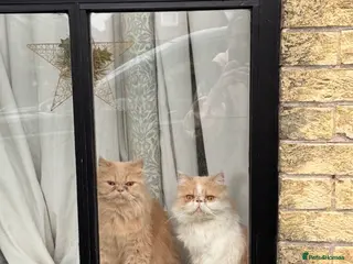 Persian cats Percy & Pogo to go together - Advert 1