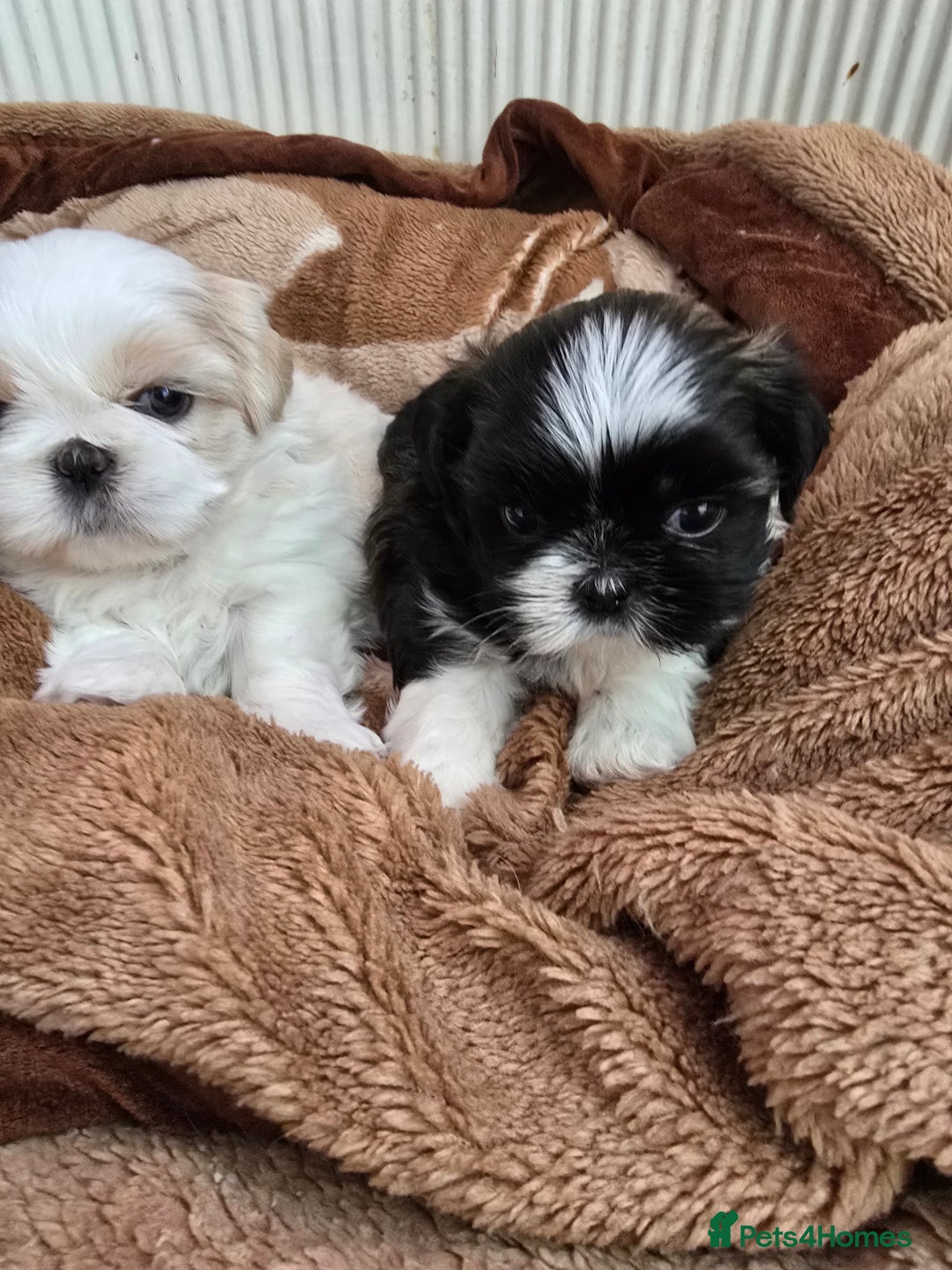 Shih Tzu dogs for sale: Hi my name is Maria  - Image 13