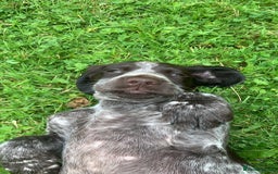 Mixed Breed dogs for sale: GSP X Springer pups (3 left) Northern Ireland  - Image 5
