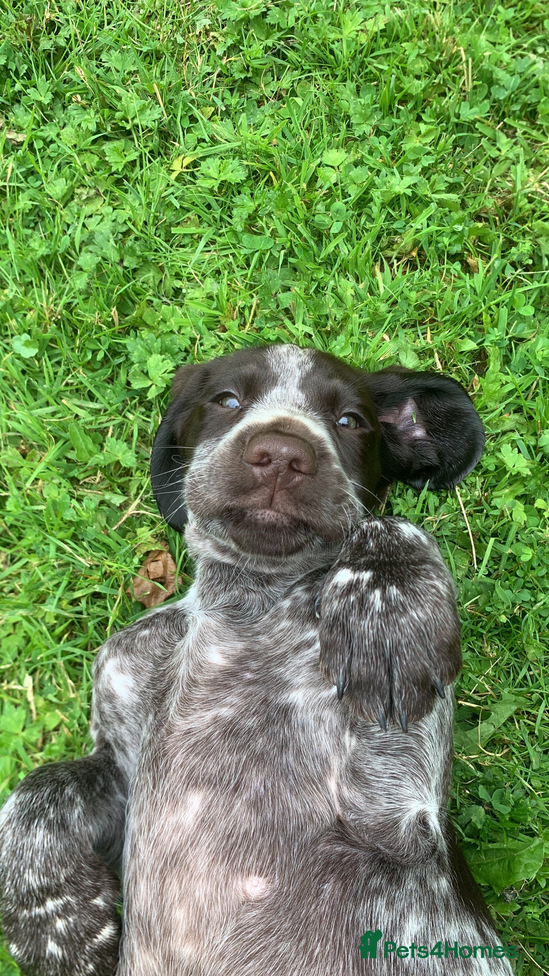 Mixed Breed dogs for sale: GSP X Springer pups (3 left) Northern Ireland  - Image 5