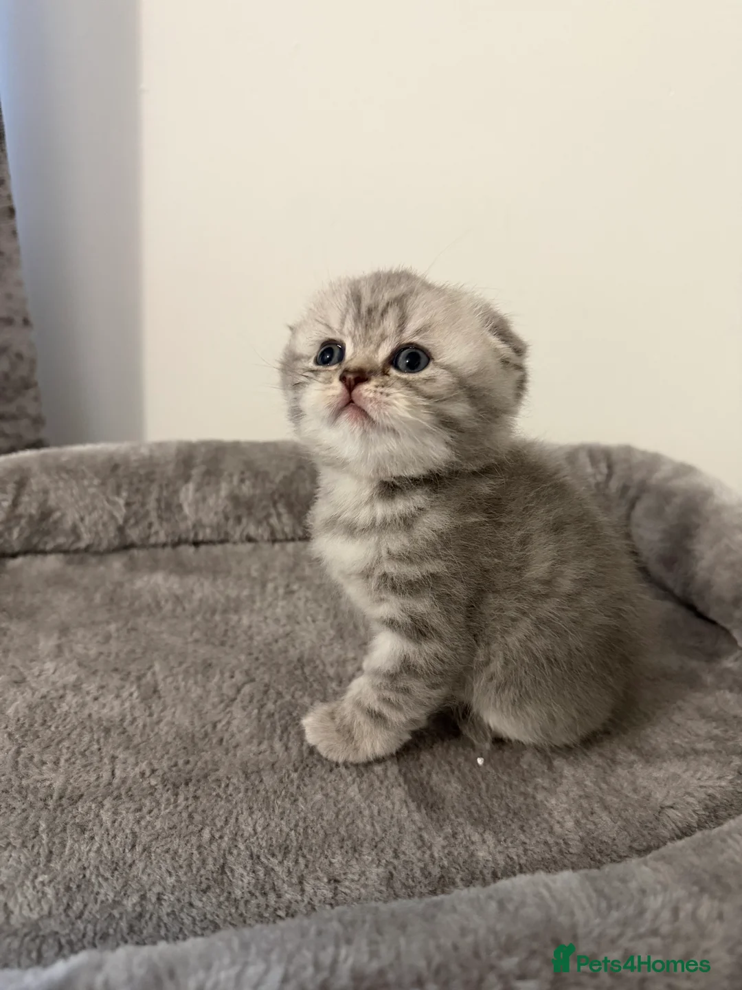 Scottish Fold cats for sale: Scottish fold female kitten pure breed in London - Advert 19