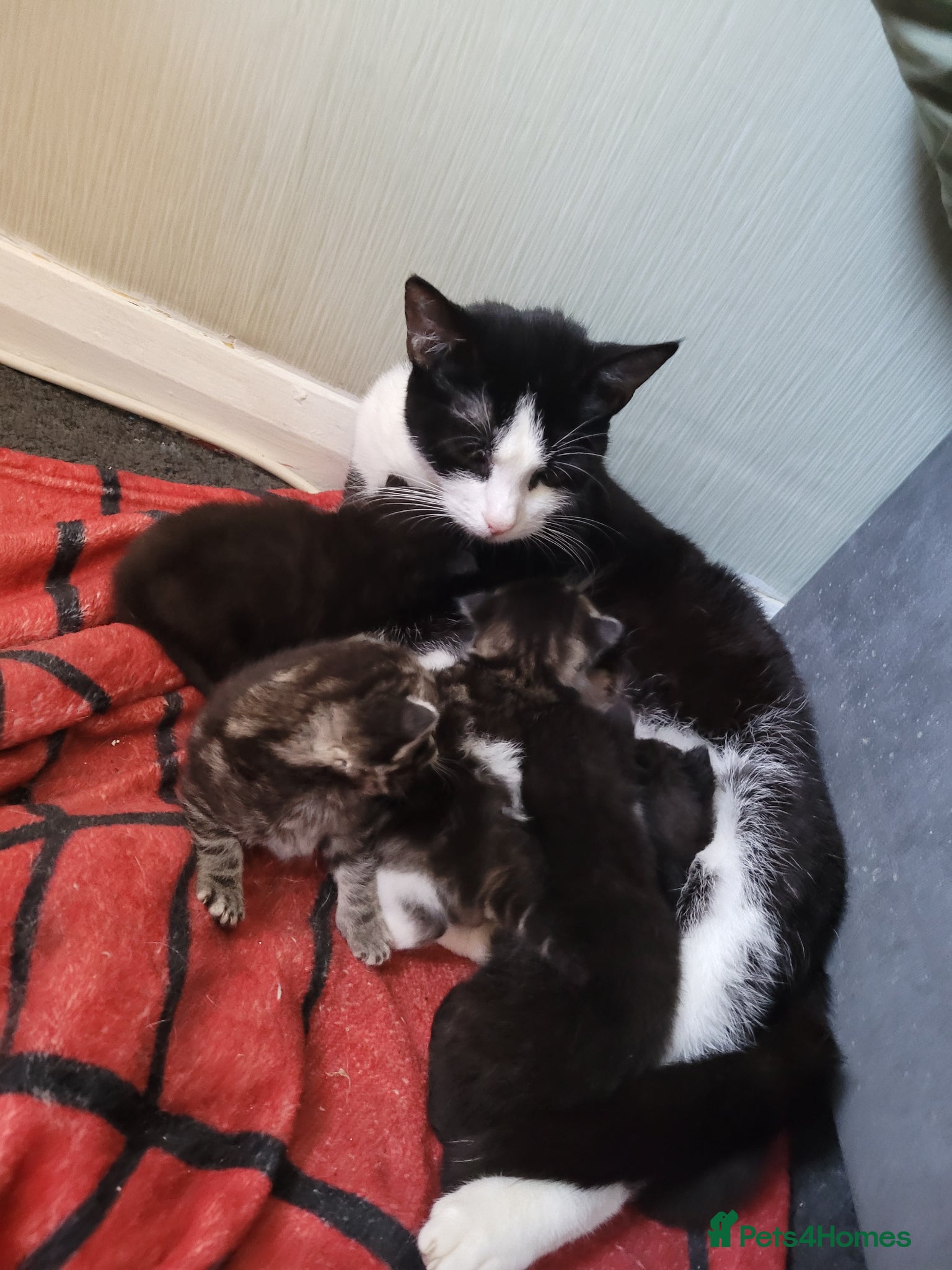 Turkish Angora cats Beautiful Turkish angora kittens  - Advert 1