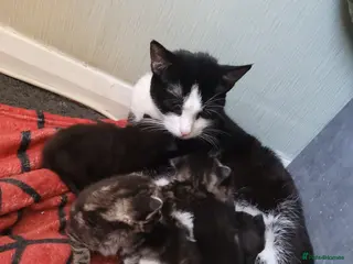 Turkish Angora cats Beautiful Turkish angora kittens - Advert 1