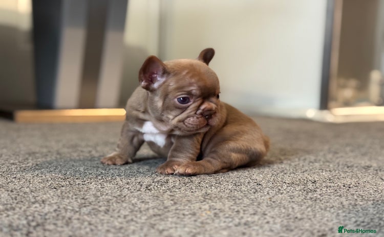 French Bulldog dogs - Advert 4