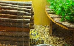 Tortoise reptiles for sale: Horsefield tortoises  - Advert 2