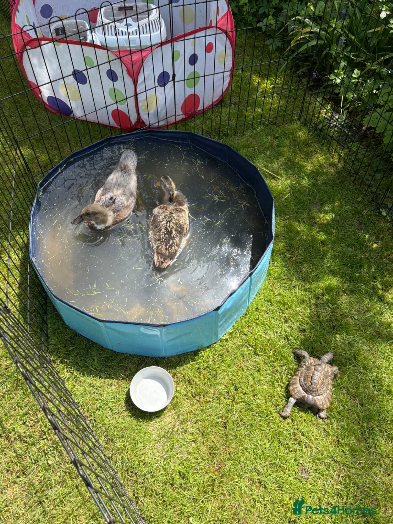 Ducks poultry Various breeds - Advert 6