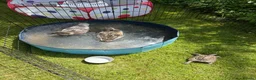 Ducks poultry for sale: Various breeds - Advert 3