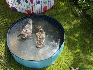 Ducks poultry Various breeds - Advert 1