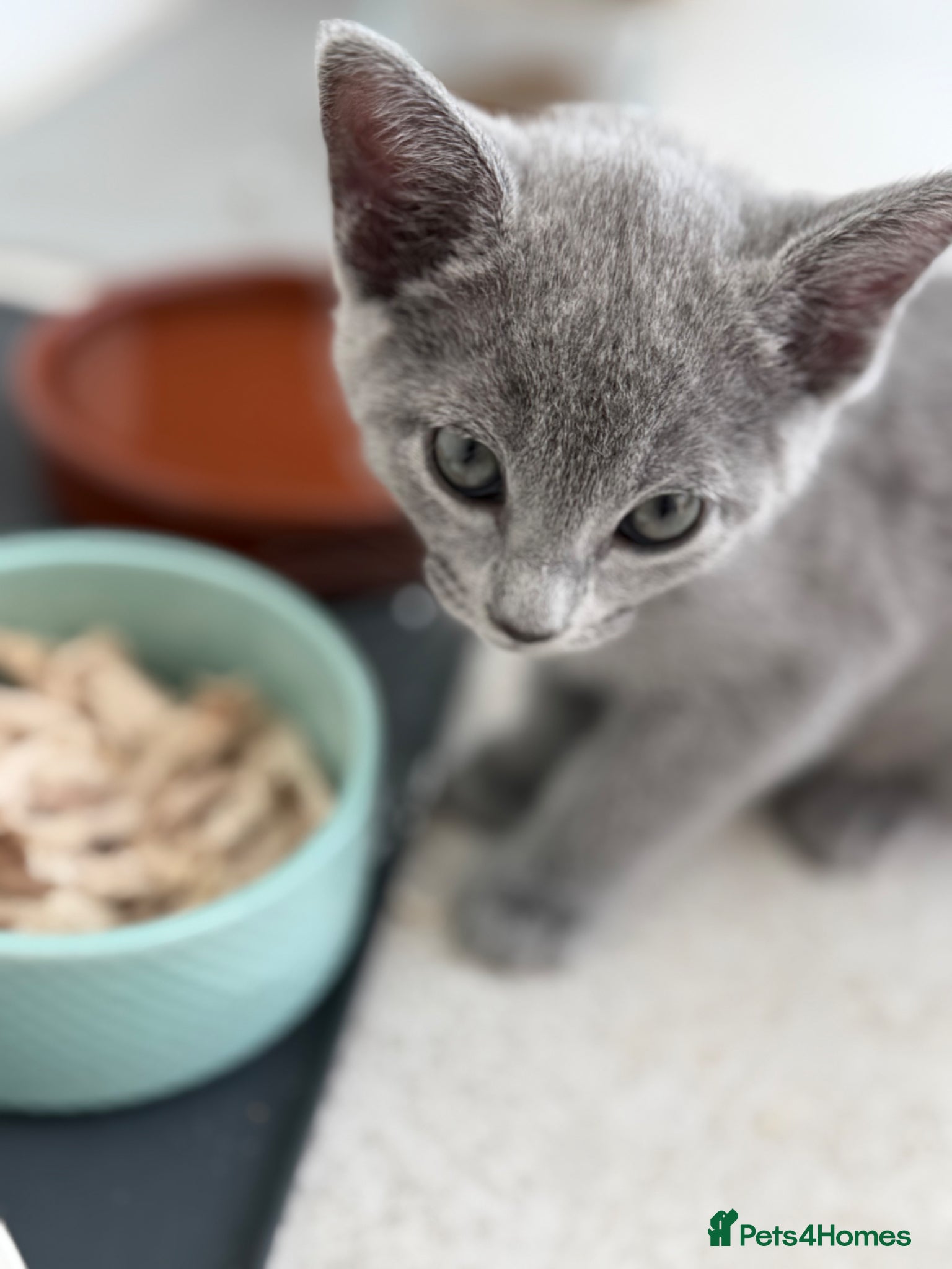 Russian Blue cats for sale: Pure Russian blue kittens with emerald green eyes! in London - Advert 16