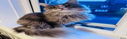 Maine Coon cats for sale: Maine Coon Female TICA Registered Pet Home Only - Advert 4