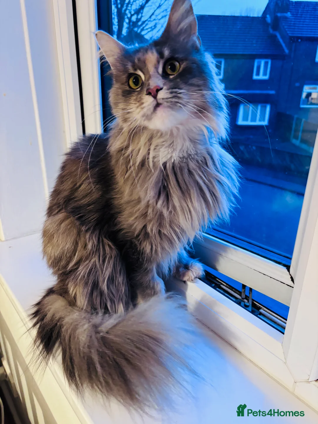 Maine Coon cats for sale: Maine Coon Female TICA Registered Pet Home Only - Advert 4