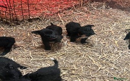 Mixed Breed dogs for sale: Collie/shepherd mix pups  - Image 4