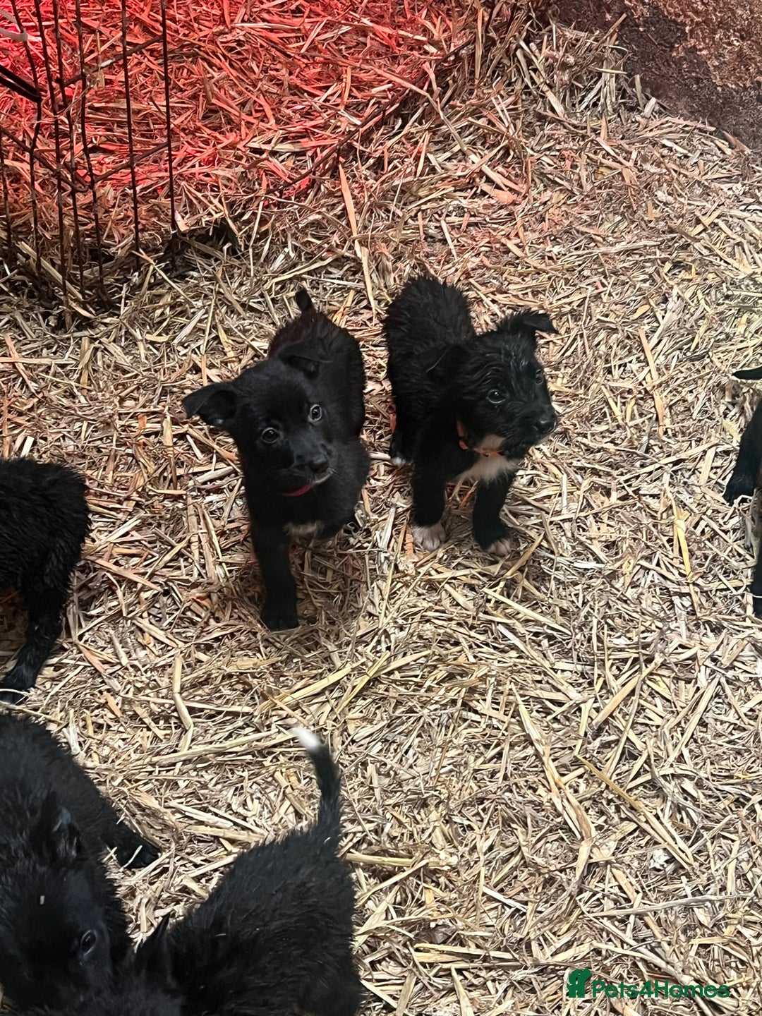 Mixed Breed dogs for sale: Collie/shepherd mix pups  - Image 4