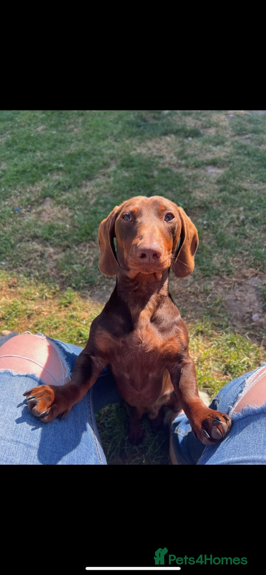 Dachshund dogs 5 beautiful bouncy Dachshund puppy’s for sale - Advert 2
