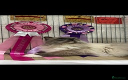 Ragdoll cats for sale: Tica registered Grand Champion Ragdoll kittens  - Image 18