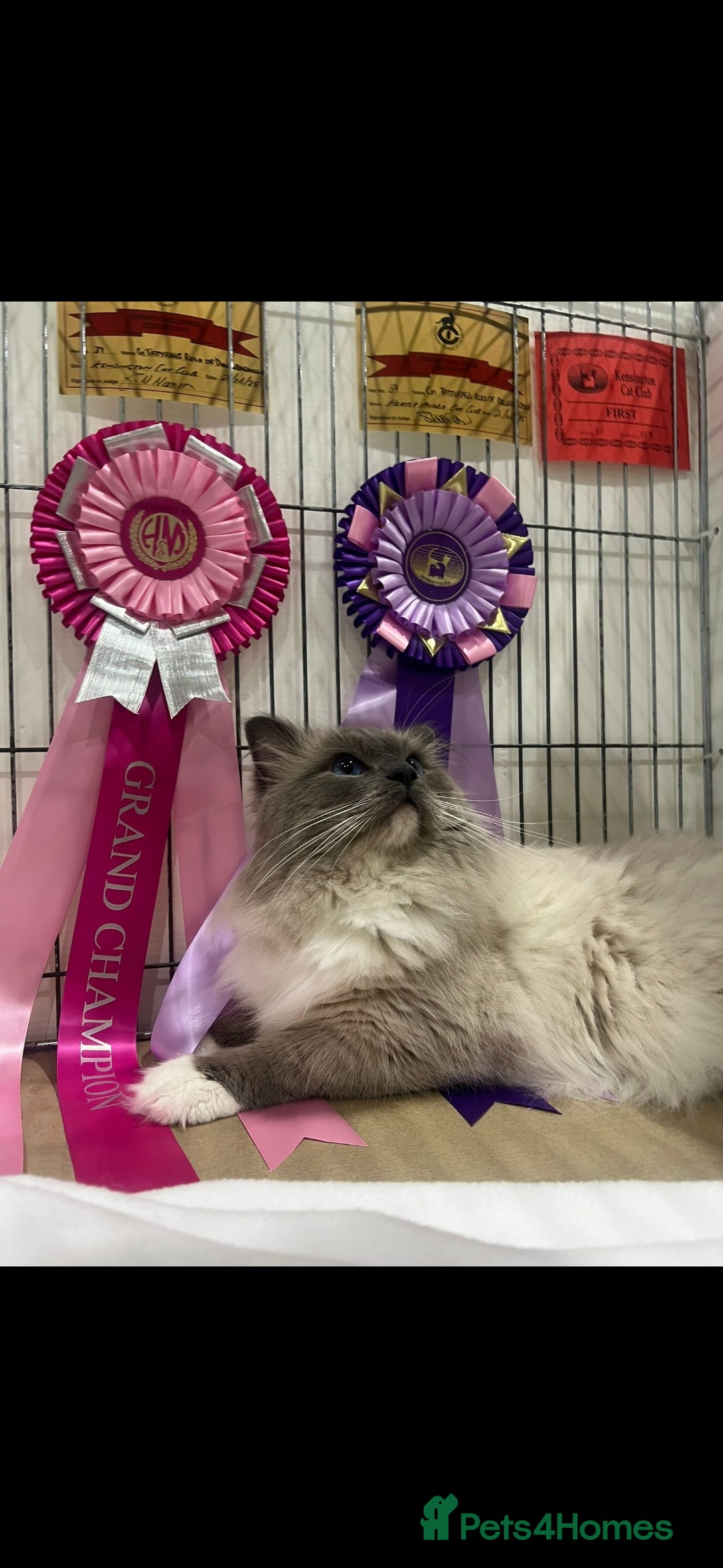 Ragdoll cats for sale: Tica registered Grand Champion Ragdoll kittens  - Image 18