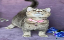 British Shorthair cats for sale: OPEN TO OFFERS TICA registered BSH kittens - Image 37
