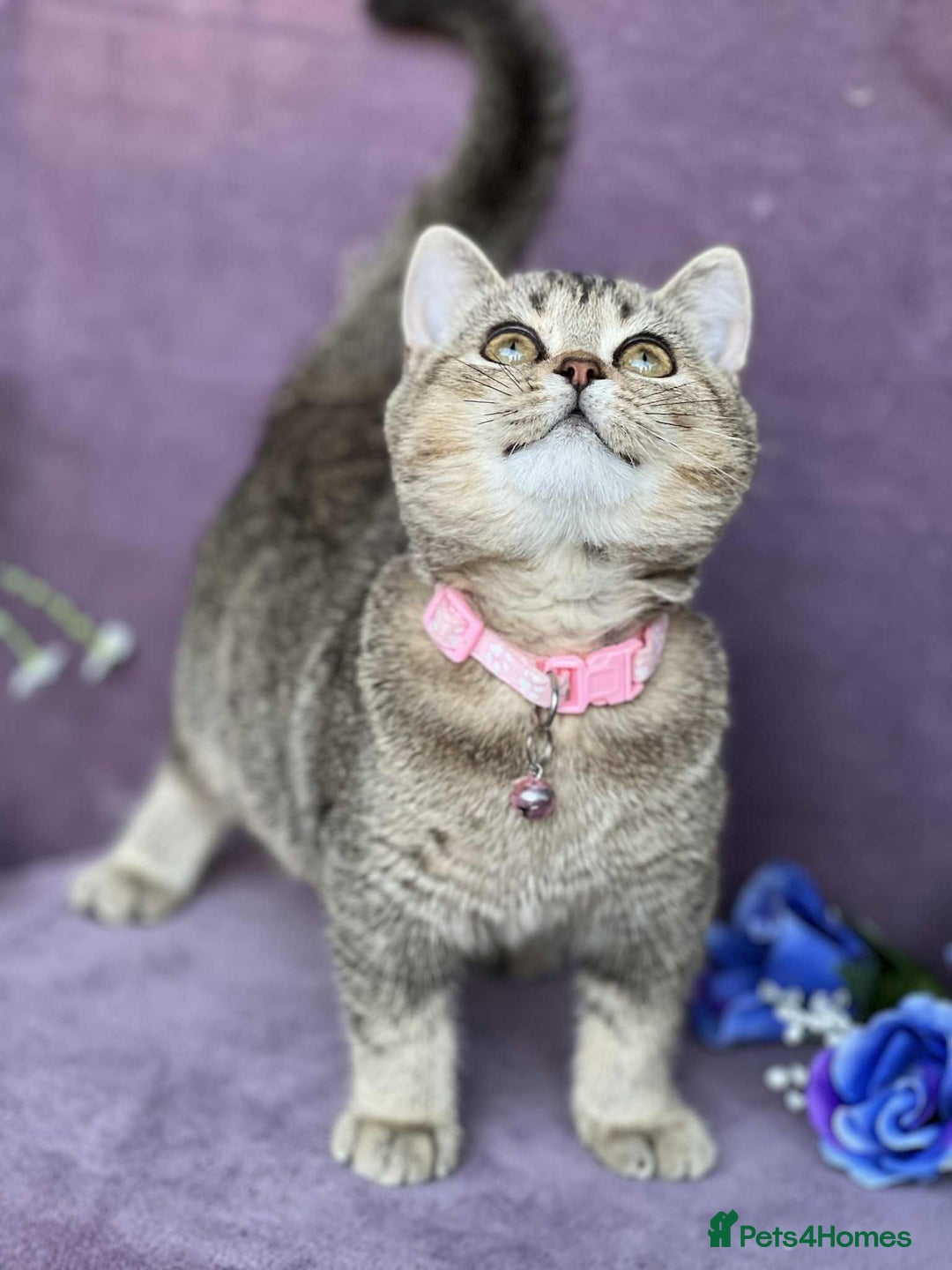 British Shorthair cats for sale: OPEN TO OFFERS TICA registered BSH kittens - Image 37