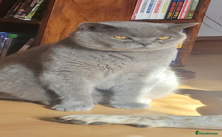 British Shorthair cats - Advert 7