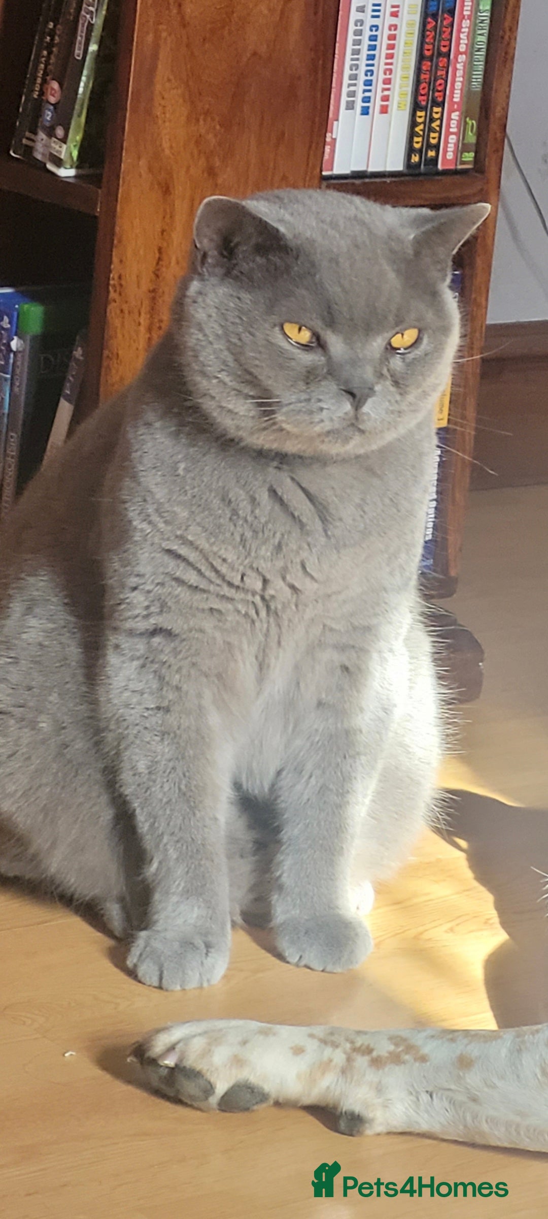 British Shorthair cats for sale: Loving GCCF British Shorthair, 7yo male - Image 1