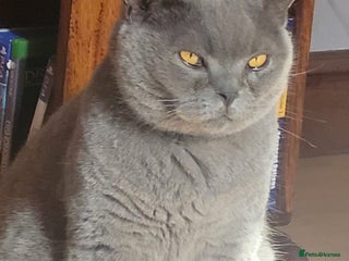 British Shorthair cats - Advert 9