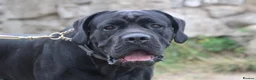 Cane Corso dogs for sale: Cane corso litter  - Advert 13