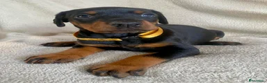 Gold collar Black and Tan female 