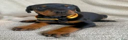 Dobermann dogs for sale: Health tested European puppies  - Advert 7