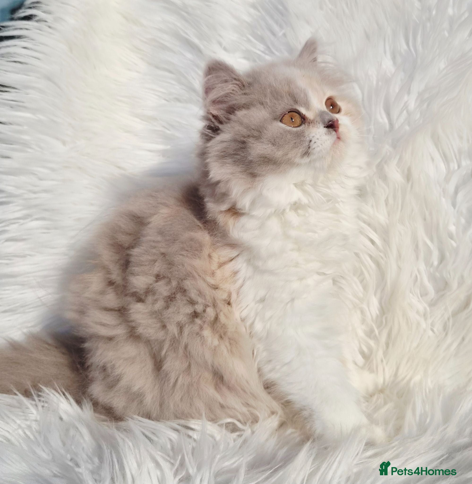 British Shorthair cats Gorgeous extremely loving longhaired girl - Advert 18
