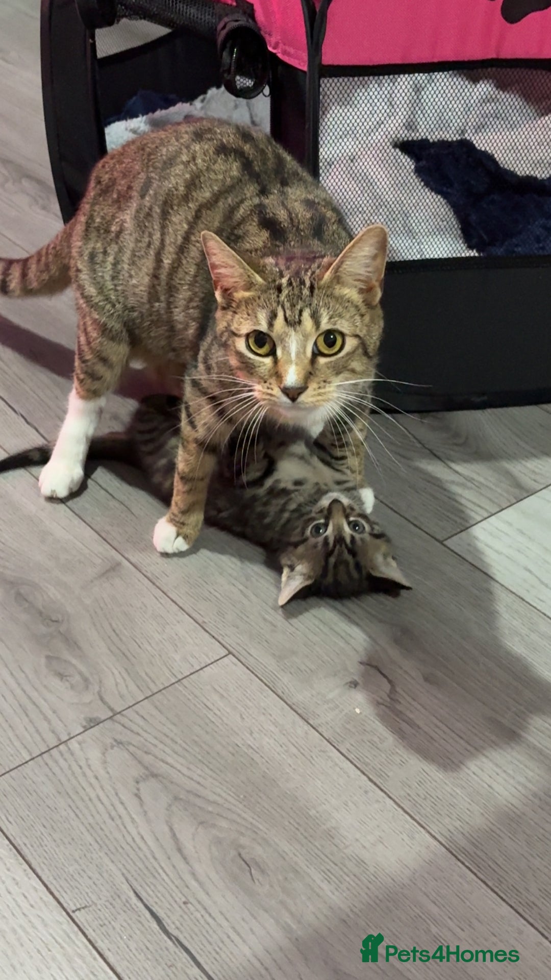 Mixed Breed cats for sale: Little socks  - Image 4