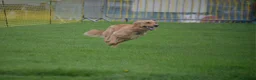 Golden Retriever dogs for sale: Working Golden Retriever Puppies - Advert 8