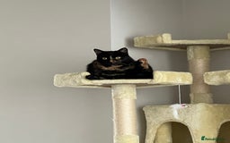 Domestic Shorthair cats for sale: Two beautiful cats looking for a new loving home. - Advert 3