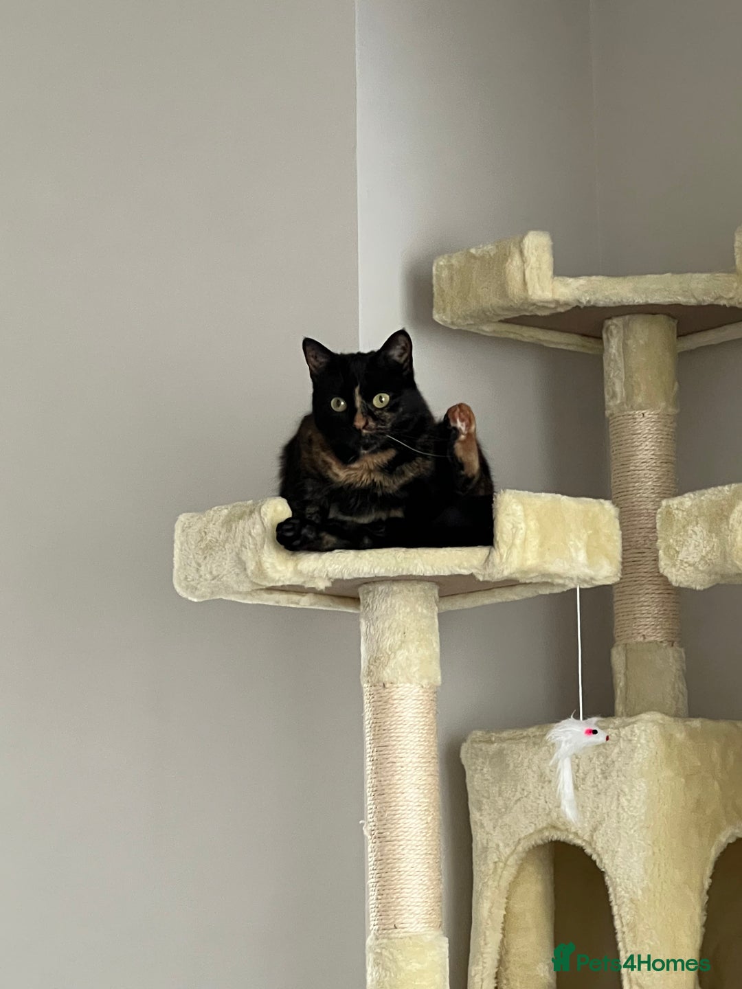 Domestic Shorthair cats for sale: Two beautiful cats looking for a new loving home. - Advert 3