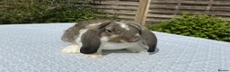 French Lop rabbits for sale: French Lop Babies ready to leave now - Advert 5