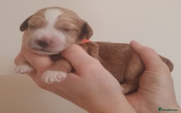 Mixed Breed dogs for sale: Australian doubledoodle puppies - Image 20