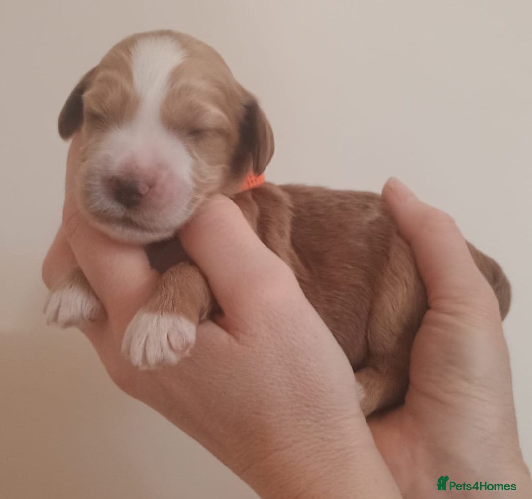 Mixed Breed dogs for sale: Australian doubledoodle puppies - Image 20