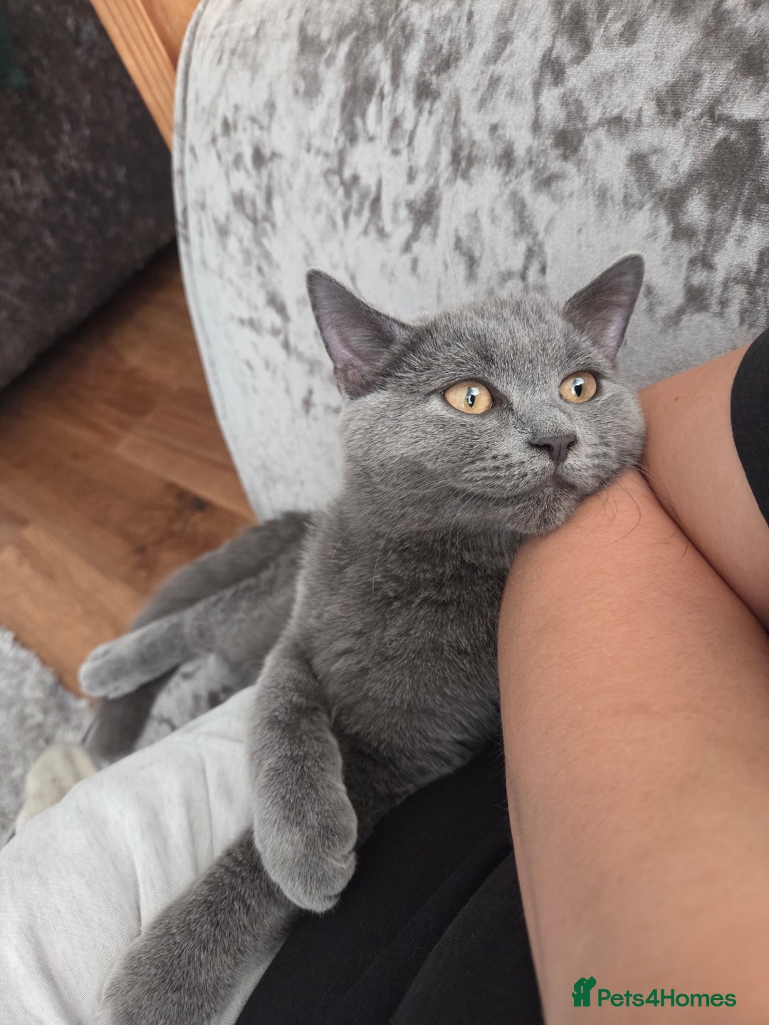British Shorthair cats for sale: ☆ 6month male british shorthair kitten ☆ - Advert 10