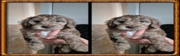 Cockapoo dogs for stud: PROVEN DNA tested Cockapoo Stud-Chocolate Merle in Stafford - Advert 35