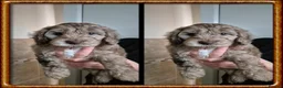 Cockapoo dogs for stud: PROVEN DNA tested Cockapoo Stud-Chocolate Merle in Stafford - Advert 35