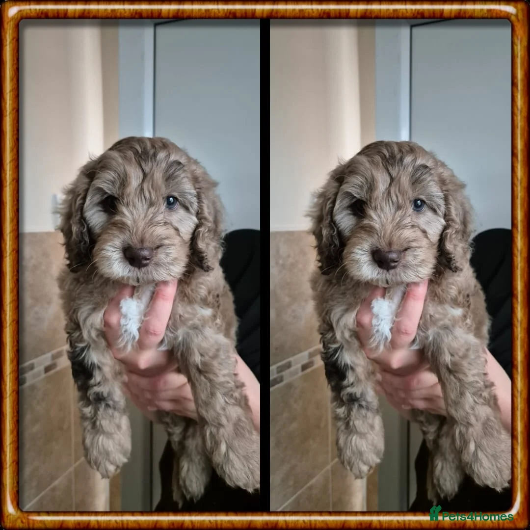 Cockapoo dogs for stud: PROVEN DNA tested Cockapoo Stud-Chocolate Merle in Stafford - Advert 35