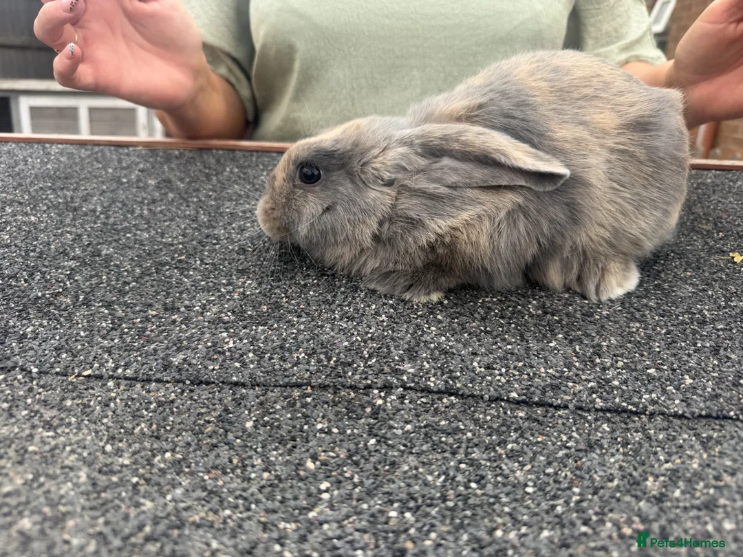 Mini Lop rabbits for sale: Mini lop babies  - Advert 2