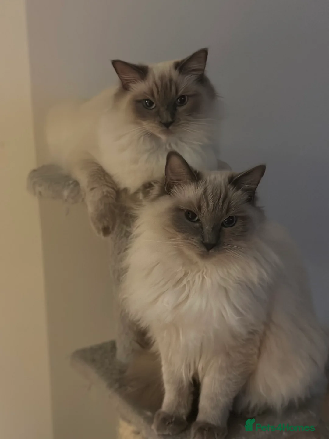 Ragdoll cats for stud: Beautiful pure blue point large  ragdoll stud in Bristol - Advert 8